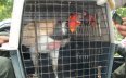 �REY GALLINAZO SE ENCUENTRA EN PROCESO DE VALORIZACI�N�: C.R.A