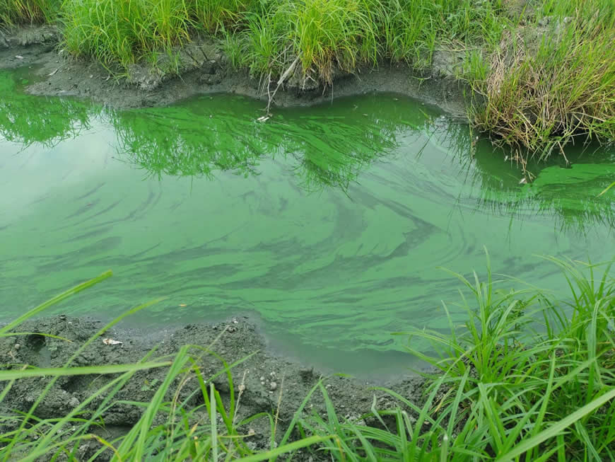 ALTA CONCENTRACION DE ALGAS EN CIENAGA DE LURUACO