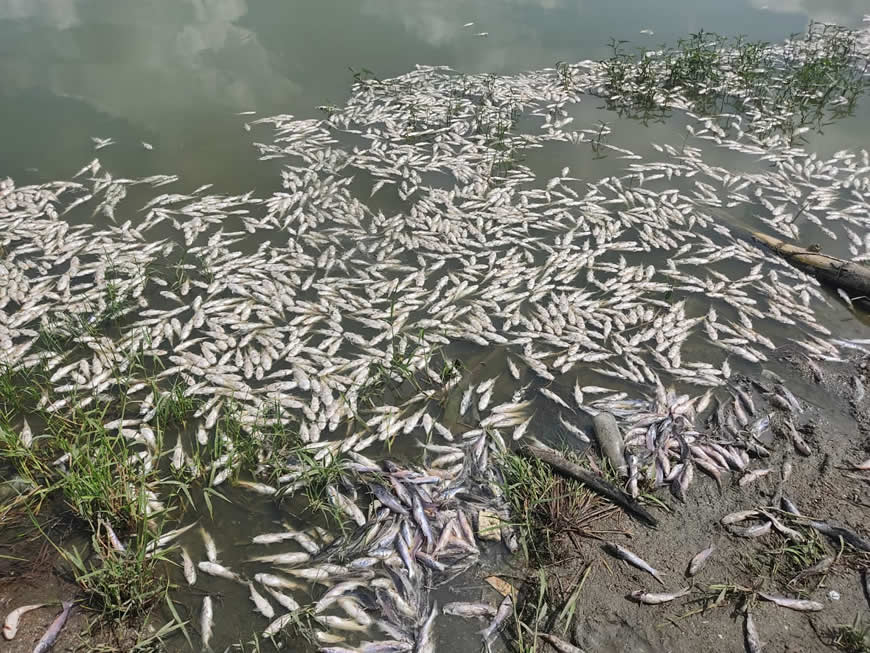 Material particulado resuspendido en fondo de la ciénaga de Luruaco, posible causa de mortandad de peces: C.R.A.