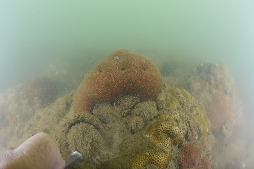 C.R.A. y Conservación Internacional confirman presencia de ecosistemas de corales en el Atlántico