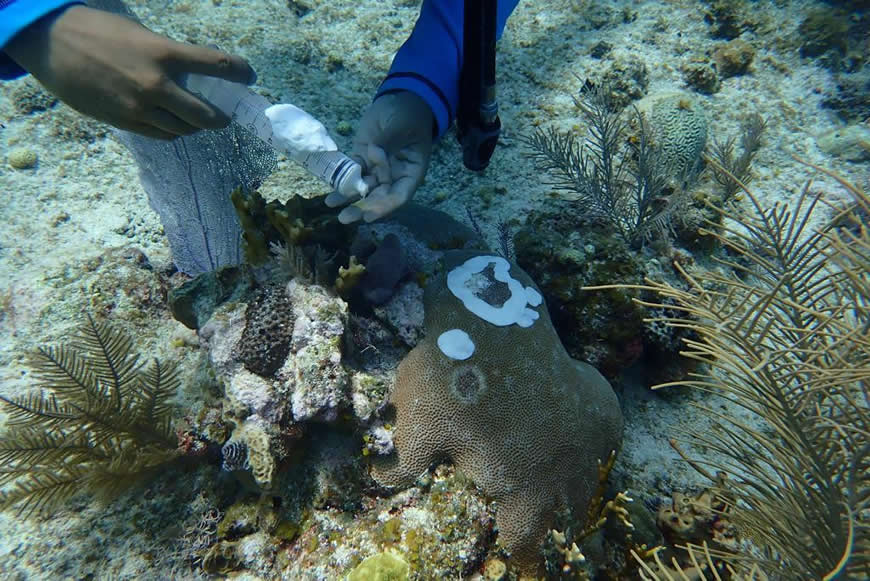 El SIRAP Caribe establece hoja de ruta para mitigar propagación de la Enfermedad de Pérdida de Tejido de Coral y pide declarar alerta roja.