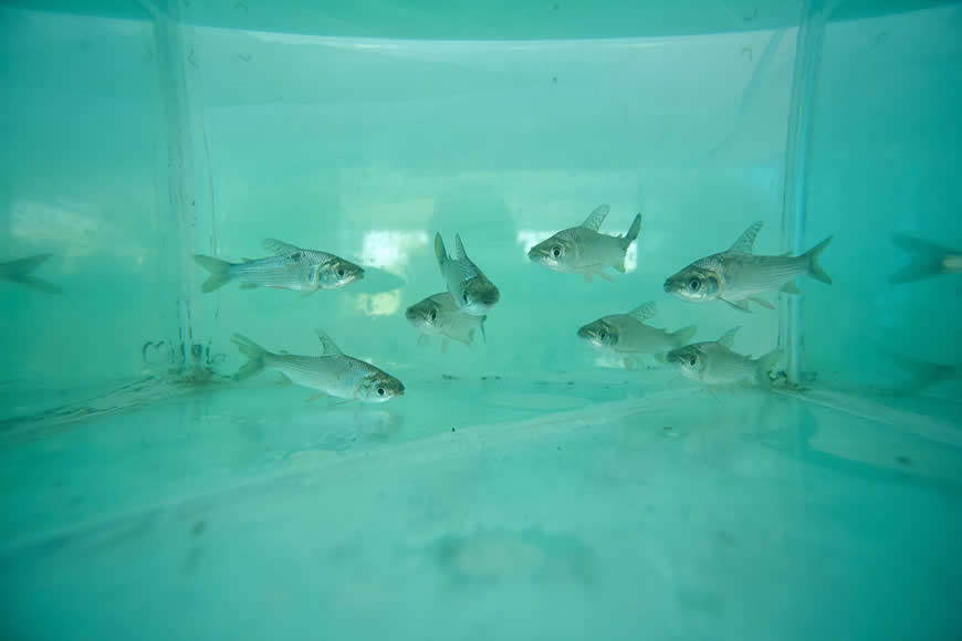 Con Plan +Pescao, C.R.A. refuerza acciones para conservar el recurso hidrobiológico del Atlántico