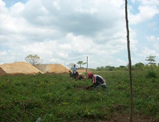 C.R.A conmemora Día Nacional del Árbol