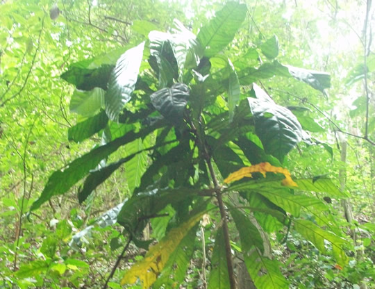 El Caribe le apuesta a la Conservación, ya son 380 mil hectáreas en áreas protegidas regionales.