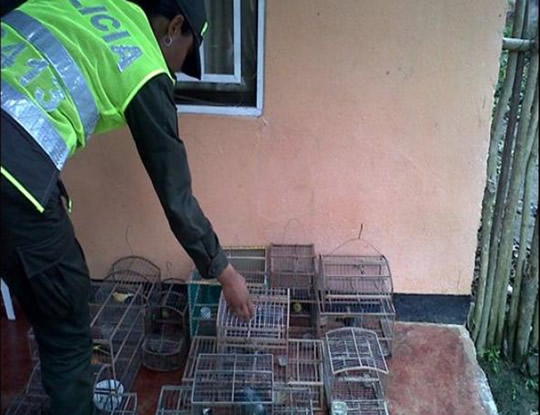 AVES INCAUTADAS SERAN SOMETIDAS A VALORACIÓN:C.R.A