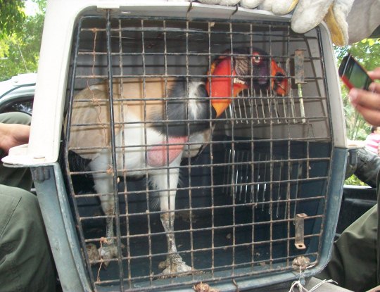 “REY GALLINAZO SE ENCUENTRA EN PROCESO DE VALORIZACIÓN”: C.R.A