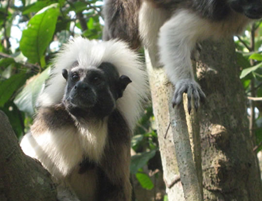 HABITAT DE TITI CABECIBLANCO, DECLARADO PARQUE REGIONAL