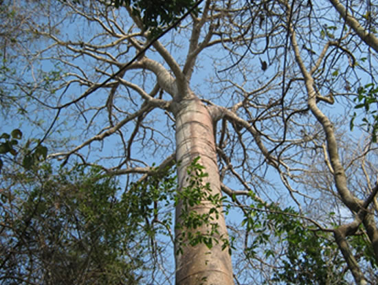 HABITAT DE TITI CABECIBLANCO, DECLARADO PARQUE REGIONAL