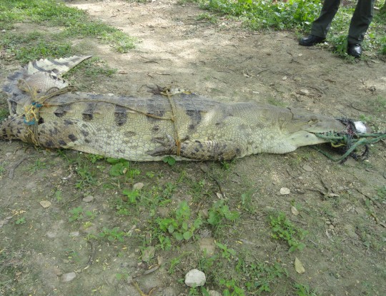 EN CUARENTENA CAIMÁN AGUJA TRAS VALORACIÓN DE LA C.R.A