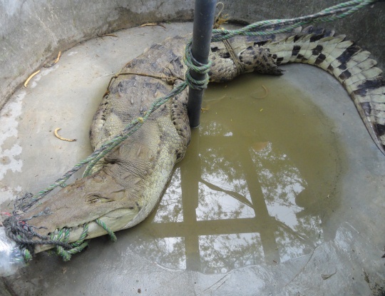 EN CUARENTENA CAIMÁN AGUJA TRAS VALORACIÓN DE LA C.R.A