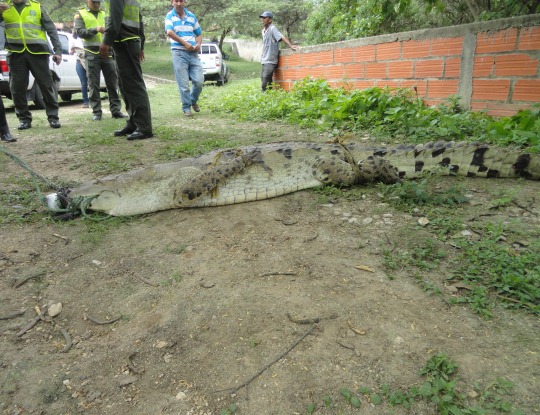 EN CUARENTENA CAIMÁN AGUJA TRAS VALORACIÓN DE LA C.R.A
