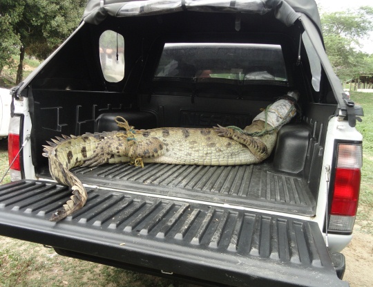 EN CUARENTENA CAIMÁN AGUJA TRAS VALORACIÓN DE LA C.R.A