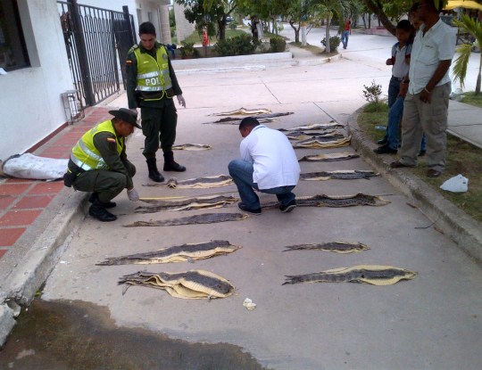 C.R.A INICIA INVESTIGACIÓN, TRAS DECOMISO DE 50 PIELES DE BABILLA POR LA POLICIA AMBIENTAL