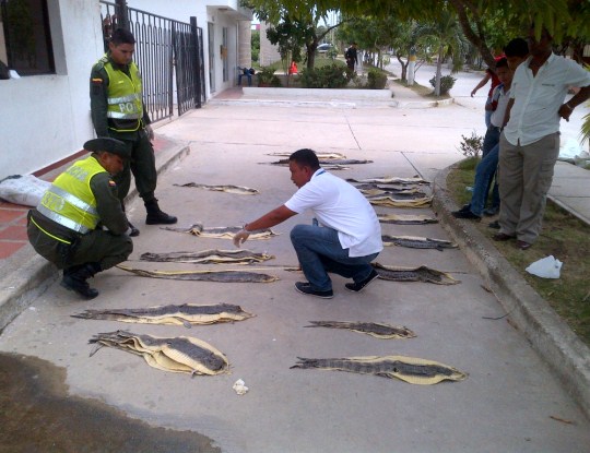 C.R.A INICIA INVESTIGACIÓN, TRAS DECOMISO DE 50 PIELES DE BABILLA POR LA POLICIA AMBIENTAL
