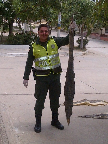 C.R.A INICIA INVESTIGACIÓN, TRAS DECOMISO DE 50 PIELES DE BABILLA POR LA POLICIA AMBIENTAL