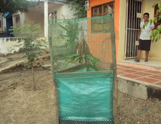 CRA Y PROMIGAS SEMBRARON 1600 ARBOLES EN EL CENTRO DEL ATLANTICO