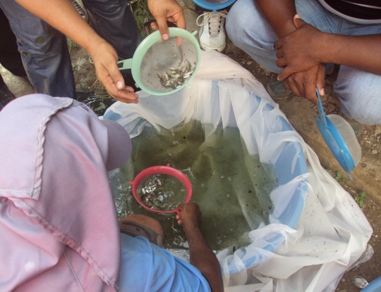 PARA REPOBLAMIENTO DEL GUAJARO, CRA REALIZÓ SIEMBRA DE ALEVINOS