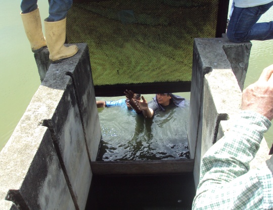 PARA REPOBLAMIENTO DEL GUAJARO, CRA REALIZÓ SIEMBRA DE ALEVINOS