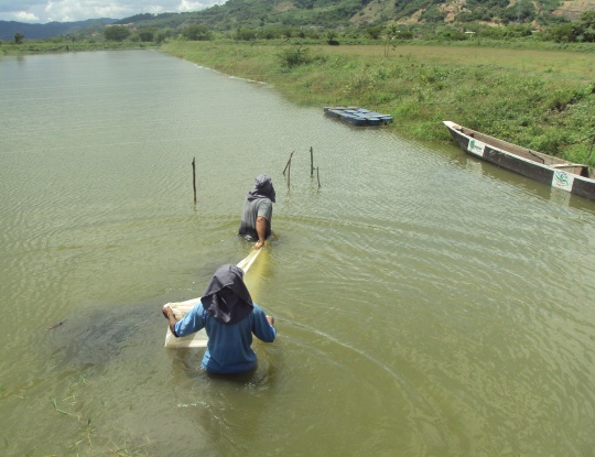 PARA REPOBLAMIENTO DEL GUAJARO, CRA REALIZÓ SIEMBRA DE ALEVINOS