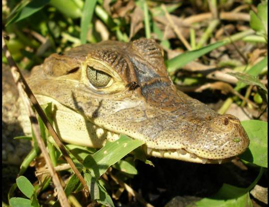 EL ATLÁNTICO TENDRÁ NUEVAS AREAS PROTEGIDAS QUE MOSTRAR