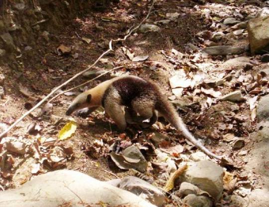 EL ATLÁNTICO TENDRÁ NUEVAS AREAS PROTEGIDAS QUE MOSTRAR 
