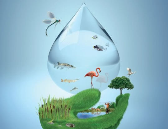 LOS HUMEDALES CUIDAN DEL AGUA