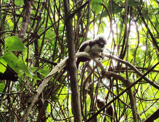 “EL CARNAVAL GOZANDO Y MI FAUNA CUIDANDO”, CAMPAÑA DE CONCIENTIZACIÓN DE LA CRA EN CARNAVAL