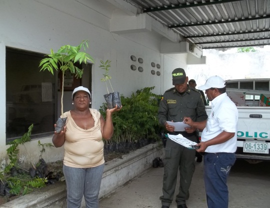 C.R.A. ENTREGÓ 400 ARBOLES DE CEDRO EN CAMPO DE LA CRUZ