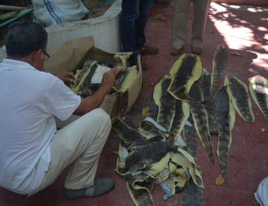 C.R.A INVESTIGA PROCEDENCIA DE 169 PIELES DE BABILLAS DECOMISADAS EN SOLEDAD