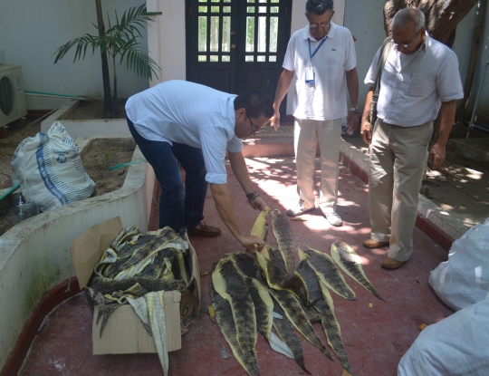 C.R.A INVESTIGA PROCEDENCIA DE 169 PIELES DE BABILLAS DECOMISADAS EN SOLEDAD