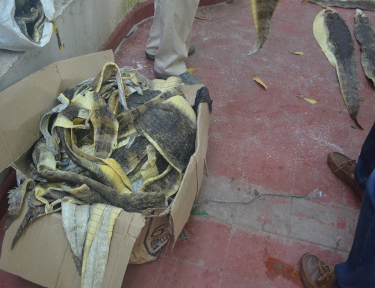 C.R.A INVESTIGA PROCEDENCIA DE 169 PIELES DE BABILLAS DECOMISADAS EN SOLEDAD