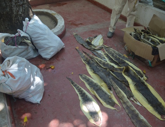 C.R.A INVESTIGA PROCEDENCIA DE 169 PIELES DE BABILLAS DECOMISADAS EN SOLEDAD