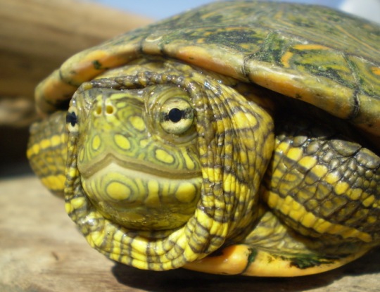 CRA AVANZA EN RESTAURACIÓN ECOLÓGICA DEL BOSQUE SECO TROPICAL