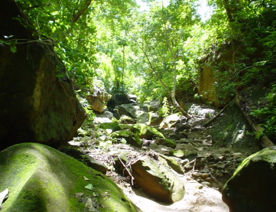 CRA AVANZA EN  RESTAURACIÓN ECOLÓGICA DEL BOSQUE SECO TROPICAL
