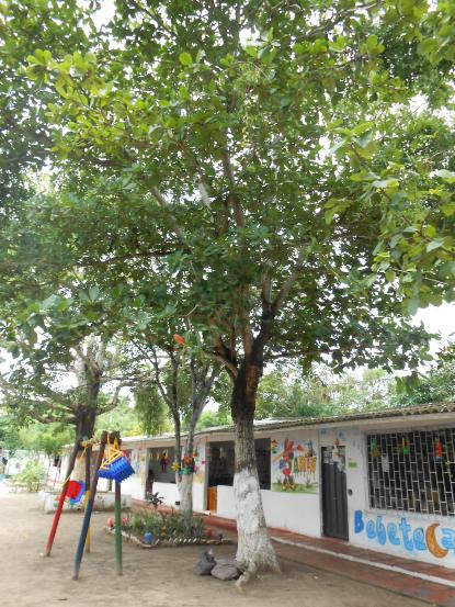 PODA DE ARBOLES DEBE HACERSE CON PERMISO DE CRA Y EL TRÁMITE ES GRATUITO