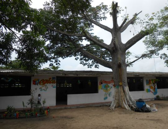 PODA DE ARBOLES DEBE HACERSE CON PERMISO DE CRA Y EL TRÁMITE ES GRATUITO