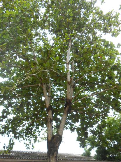 PODA DE ARBOLES DEBE HACERSE CON PERMISO DE CRA Y EL TRÁMITE ES GRATUITO