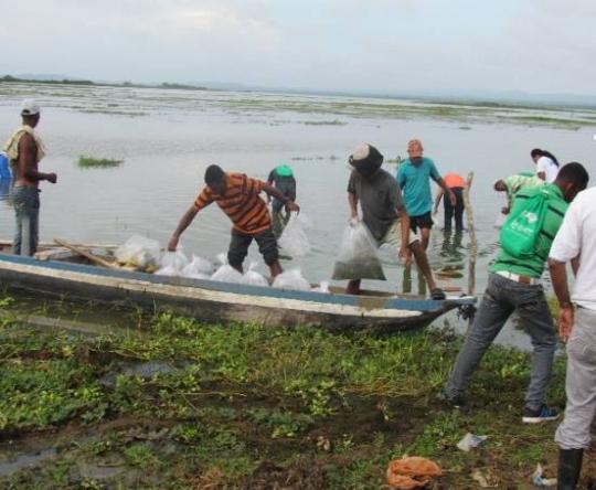 CRA libera 350.000 alivinos de Bocachico.