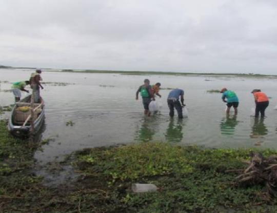CRA libera 350.000 alivinos de Bocachico.