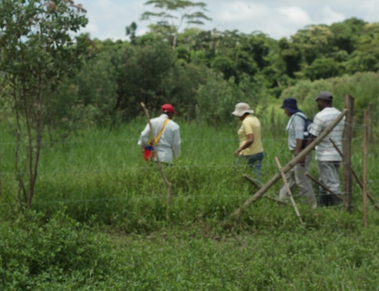 70 FAMILIAS DE ÁREAS PROTEGIDAS SE BENEFICIAN CON VIVEROS COMUNITARIOS PROMOVIDOS POR  LA CRA