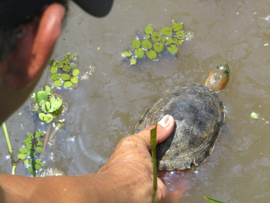 EN PONEDERA<br /> CRA LE APUESTA A LA CONSERVACIÓN DE LA HICOTEA Y TORTUGA DE RÍO - Corporación Autónoma Regional del Atlántico | C.R.A - * Luego de culminar la primera fase del proyecto, por iniciativa de la comunidad se presentó una nueva propuesta para darle continuidad al trabajo que se viene realizando con la Hicotea y Tortuga de Río en la Ciénaga del Uvero. Se espera comenzar esta segunda fase, a mediados del mes de Enero del próximo año.
