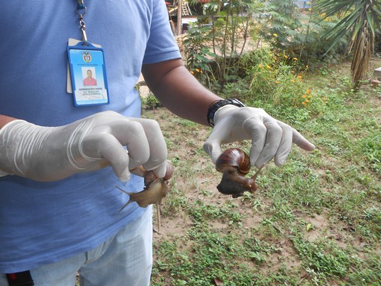 C.R.A BUSCA IDENTIFICAR SI CARACOLES ENCONTRADOS SON AFRICANOS<br /> Muestras fueron enviadas para su estudio e identificación - Corporación Autónoma Regional del Atlántico | C.R.A - Atendiendo un llamado de la comunidad y con el fin de verificar la presencia de un nuevo individuo, que se presume podría ser el Caracol Gigante Africano, técnicos del Centro de Reacción Inmediata Ambiental CRIA, de la Corporación Autónoma Regional del Atlántico, C.R.A, acudieron al Parque Temático Megua, ubicado en el municipio de Baranoa, lugar al que fue llevado el animal por iniciativa de un ciudadano.