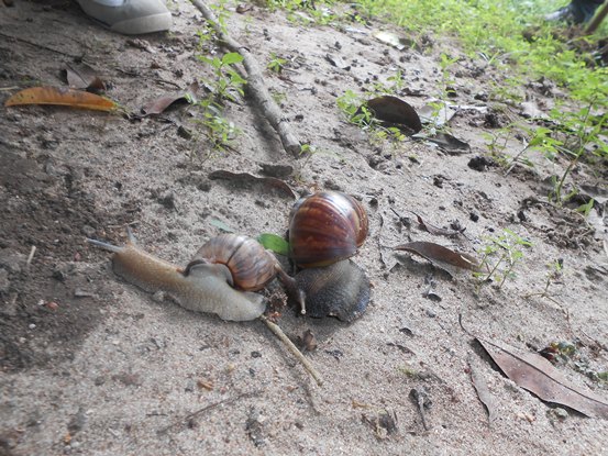 C.R.A BUSCA IDENTIFICAR SI CARACOLES ENCONTRADOS SON AFRICANOS<br /> Muestras fueron enviadas para su estudio e identificación - Corporación Autónoma Regional del Atlántico | C.R.A - Atendiendo un llamado de la comunidad y con el fin de verificar la presencia de un nuevo individuo, que se presume podría ser el Caracol Gigante Africano, técnicos del Centro de Reacción Inmediata Ambiental CRIA, de la Corporación Autónoma Regional del Atlántico, C.R.A, acudieron al Parque Temático Megua, ubicado en el municipio de Baranoa, lugar al que fue llevado el animal por iniciativa de un ciudadano.