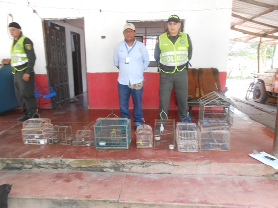 CRA DECOMISA NUEVE AVES EN BARANOA