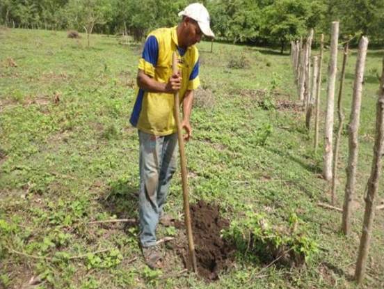 CRA SEMBRÓ 144 MIL 400 PLANTAS  EN TODO EL ATLÁNTICO
