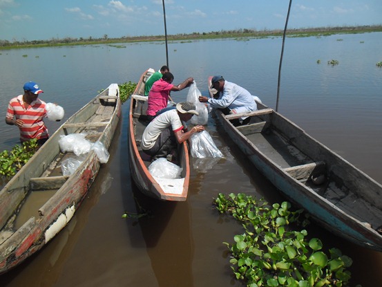 PESCADORES DEL SUR COMERCIALIZAN CACHAMA PRODUCIDA CON APOYO DE C.R.A