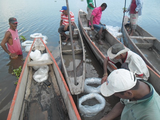 PESCADORES DEL SUR COMERCIALIZAN CACHAMA PRODUCIDA CON APOYO DE C.R.A