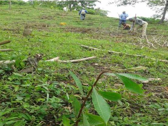 CRA SEMBRÓ 144 MIL 400 PLANTAS  EN TODO EL ATLÁNTICO