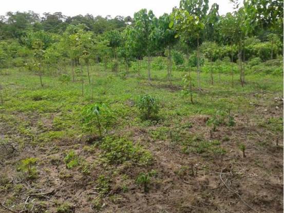 CRA SEMBRÓ 144 MIL 400 PLANTAS  EN TODO EL ATLÁNTICO