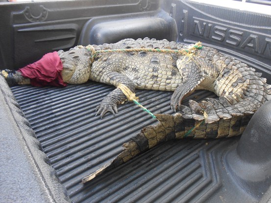 CRA VALORA ESTADO DEL CAIMÁN ENCONTRADO EN JUAN DE ACOSTA